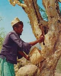 Ein wohlriechendes gummiharz, das der myrrhe ähnlich sieht und ihr manchmal beigemischt wurde. Myrrhe Wikipedia