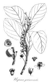 Image result for Uapaca guineensis