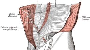 There are several types of muscles in the stomach with different functions. Your Core Strength And The Transverse Abdominis Muscle