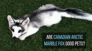 Here is a link to the document from the california department of fish and wildlife. Canadian Arctic Marble Fox As Pets Are They Good Pets Exopetguides