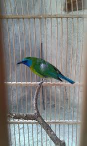 Maybe you would like to learn more about one of these? Download Suara Cucak Rante Gacor Binatang Peliharaan