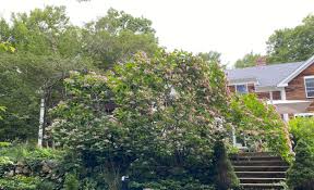 Image result for Clerodendrum silvanum