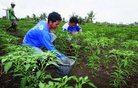 Negara agraris tidak selalu identik sebagai negara tertinggal. Peran Pemuda Dalam Pembangunan Pertanian Petani