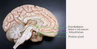 Brain Biology 160 Human Anatomy Physiology Brain Models Brain Anatomy Anatomy