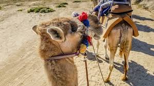 Solmar wild canyon adventures santa maria beach bay of cabo san lucas pelican rock. Camel Riding In Cabo Adventure In Mexico S Baja Outback
