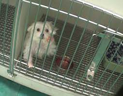 Mercer puppy mill rescues up for adoption. Undercover Investigation Exposes Petland S Treatment Of Sick Puppies A Humane World