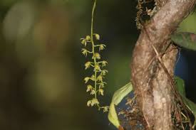 Image result for Liparis killmanniae