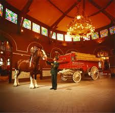 Budweiser Clydesdale Stable Budweiser Clydesdales Clydesdale Clydesdale Horses