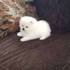 Is there a place to rehome a pomeranian? Purebred Pomeranian Puppies Available Pomeranian Puppy Teacup Pomeranian Puppy Cute Pomeranian