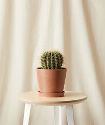 Did you scroll all this way to get facts about golden barrel cactus ? Buy Potted Golden Barrel Cactus Indoor Plant Bloomscape