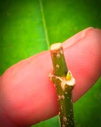 Image result for Tabernanthe elliptica