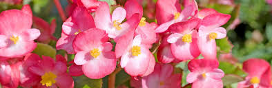 Check spelling or type a new query. Hardy Annual Flower Seeds Love The Garden