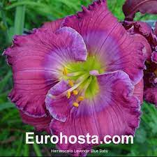 Check spelling or type a new query. Daylily Lavender Blue Baby