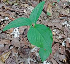 Image result for Stylochaeton puberulus