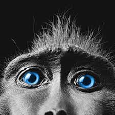 Stream Scott Moon Sharon music