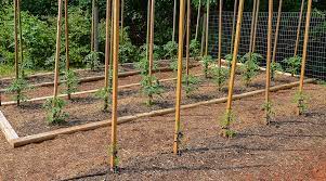 Try tying it not too loose nor too tight. How To Grow Your Own Tomatoes Part 3 Staking Training And Pruning Modern Farmer