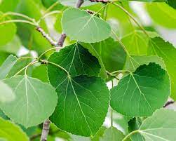 In dieser anleitung zeige ich euch, wie ihr einen apfelbaum aus stecklingen vermehren könnt.die stecklinge sind bei selber ziehen war etwas anspruchsvoll, ab. Pappeln Pflanzen Und Pflegen Mein Schoner Garten