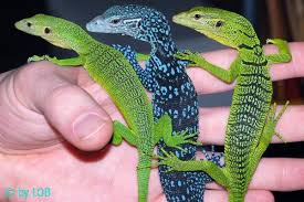 Varanus Prasinus Monitor Lizard Lizard Reptiles