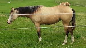 It's cow and quickness with power. Nachzucht Archives Seite 2 Von 3 Bms Reining Horses Zucht Verkauf Deckhengste