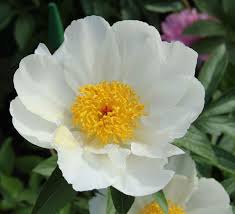 Huge collection, amazing choice, 100+ million high quality, affordable rf and rm images. White Wings White Single Peony Paeonia Lactiflora Kelways