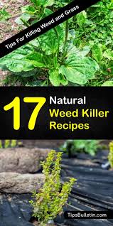 Wait as directed after applying any lawn product, keep your dog off the lawn according to the label directions. 17 Natural Weed Killer Recipes