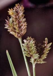 Image result for Tristachya