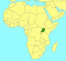 Image result for Ficus oreodryadum