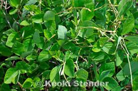 Image result for Neonotonia wightii