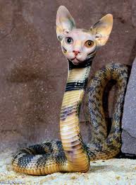 Cat Snake Animal Mashups Photoshopped Animals Weird Animals