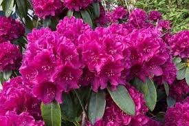 Browse 18,212 rhododendron stock photos and images available, or search for rhododendron garden or pink rhododendron to find more great stock photos and pictures. Rhododendron Pflanzen Pflegen Vermehren Schoner Wohnen