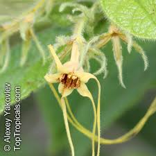 Image result for Strophanthus kombe