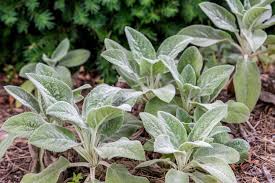Great for mass plantings, hanging baskets, or containers. 10 Best Ground Covers For Full Sun