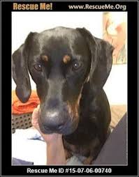 Black And Tan Coonhound Rescue South Carolina Black And Tan Coonhound Rescue Adoptions Rescueme Org Coonhound Black And Tan Post Animal