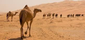 فوائد بول الناقه حياتك