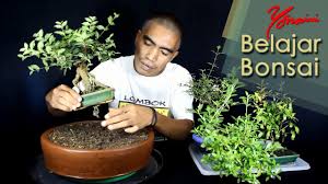 Cara Membuat Bonsai Mame Agar Tetap Tumbuh Subur Isnaini