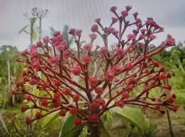 Image result for Euphorbia glanduligera