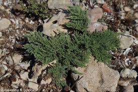 Image result for Cressa cretica