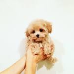 Teacup Maltese - Is This Mini Maltese The Perfect Choice ...