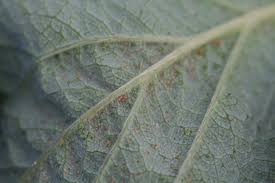 Since spotting on leaves is commonly viewed as an indication of a. It S Time To Scout And Manage Spider Mites In Strawberries Nc State Extension