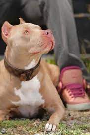 pin by kitti erdei on pitbull nanny dog pitbulls pitbull dog