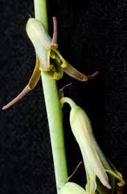 Image result for Dipcadi vaginatum