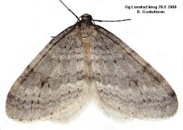 Image result for Operophtera fagata