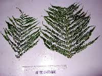 Image result for Amblovenatum opulentum