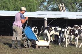 En Estancia Tama son especialistas en lechería y no paran de crecer -  Actualidad | Campo en acción