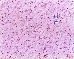 Topic 15 Histology Study Of Tissues Szovettan Loose Connective Tissue Study Of Tissues Tissue