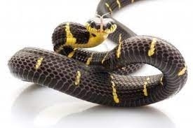 Mangrove Snake Boiga Dendrophila Isolated On White Background Animals Wild Snake Animals