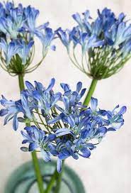 End Of Stock 3x Blue Agapanthus Luxury Flowers Faux Floral African Lily Elegant Blue Mediterranean Flowers Luxury Flowers African Lily Silk Flowers