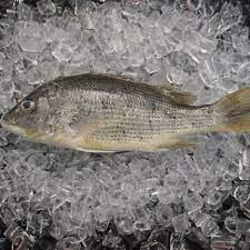 Check spelling or type a new query. Ikan Jenahak Ternak Golden Snapper 1kg Pkt Gocer E Mart Malaysia