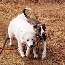Thank you for the review! The Academy At Wagging Tails Pet Resort Gift Card Hadley Ma Giftly