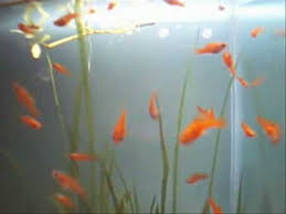 Se atrage atentia ca xiforul este un consummator de alge. Pesti De Acvariu Xiphophorus Helleri Youtube